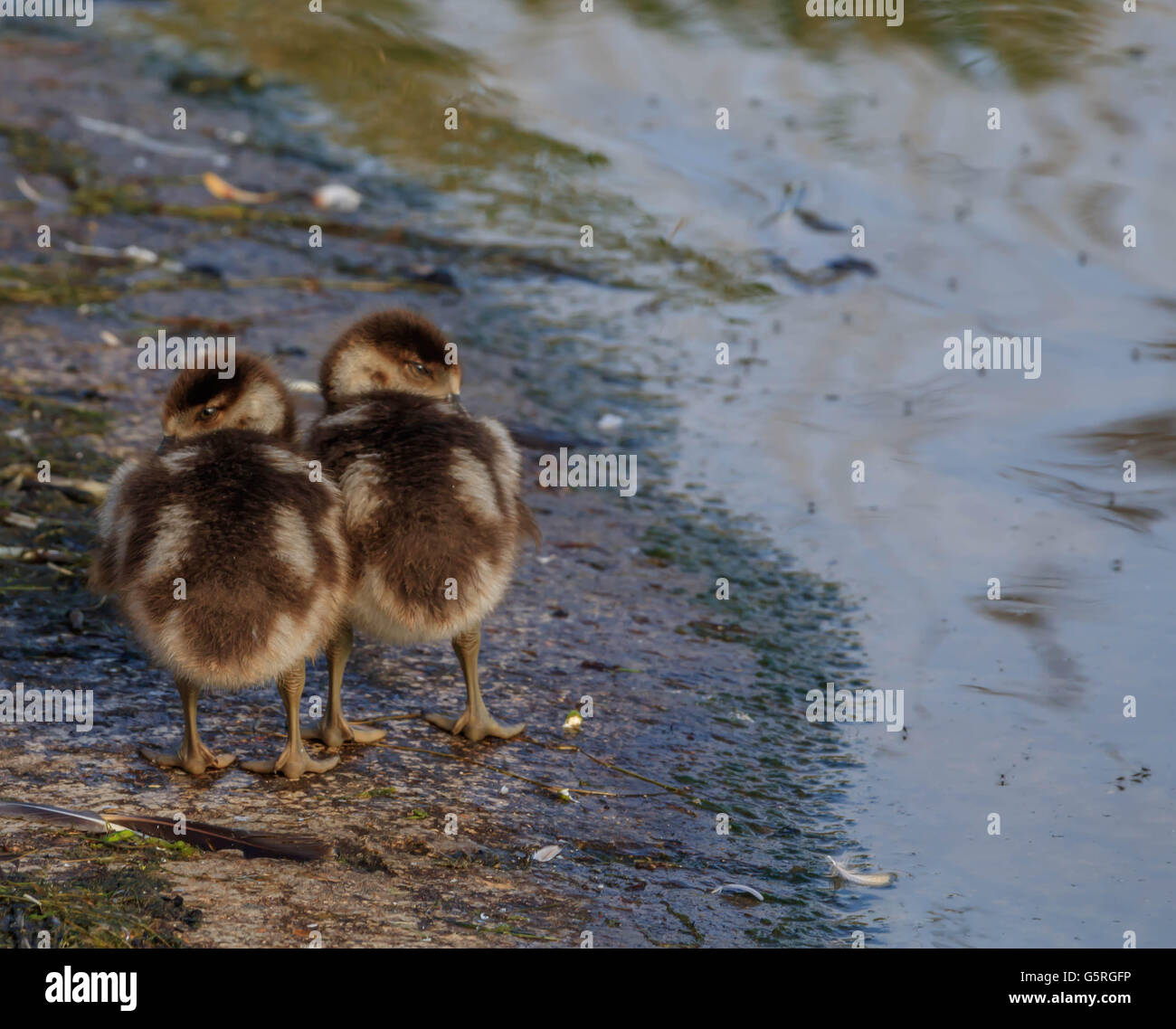 Egyptian goose and their chicks on and by the Serpentine Lake Hyde Park London Stock Photo