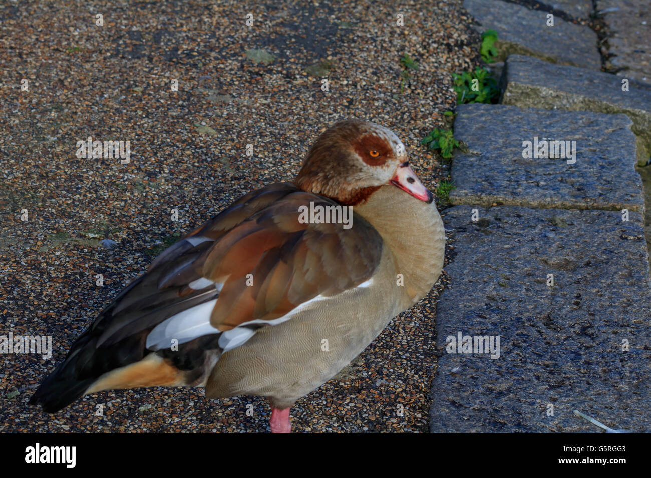 Egyptian goose and their chicks on and by the Serpentine Lake Hyde Park London Stock Photo
