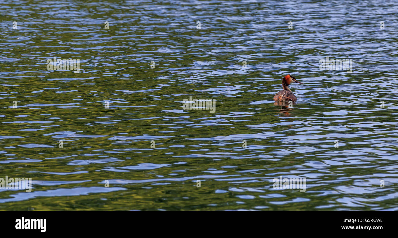 Fishing serpentine hyde park london hires stock photography and images