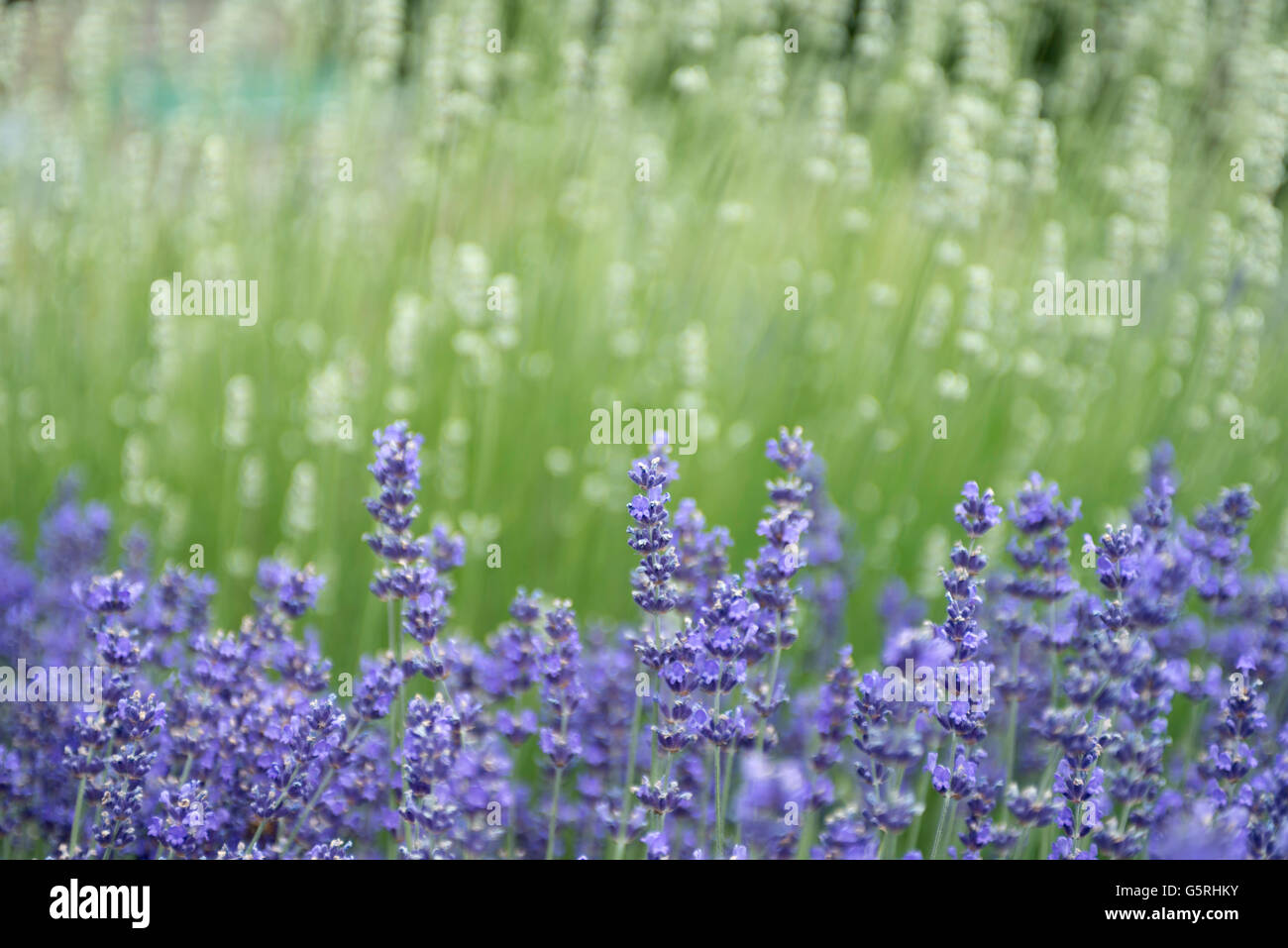 Munstead Lavender with White spike, Vancouver Island Stock Photo Alamy