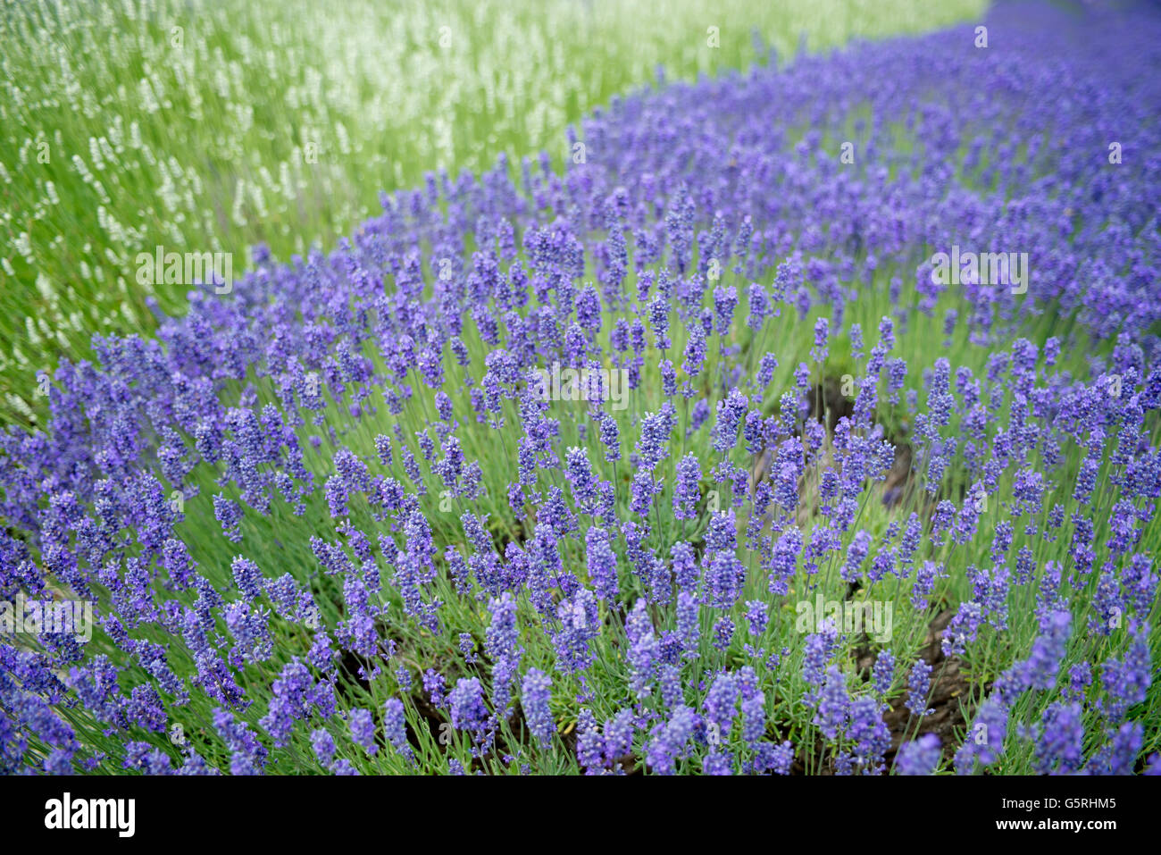 Beautiful Lavender Field Vancouver Island Stock Photo Alamy