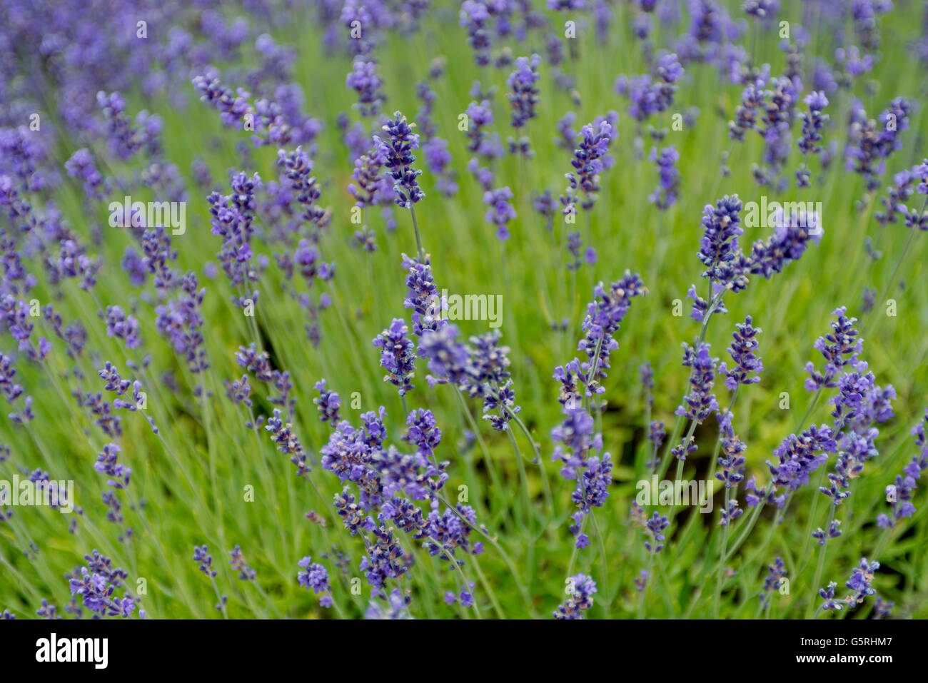 Fresh lavender Flowers in Damali Farm,Vancouver Island Stock Photo Alamy