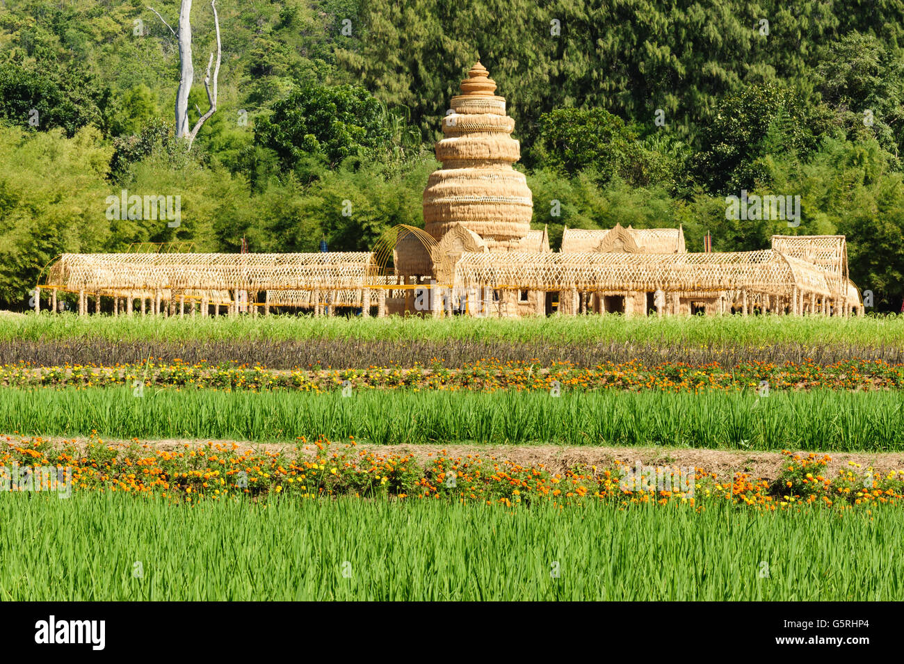 Green Terraced Rice plant in Jim Thompson Farm, Nakornratchasrima, Thailand Stock Photo