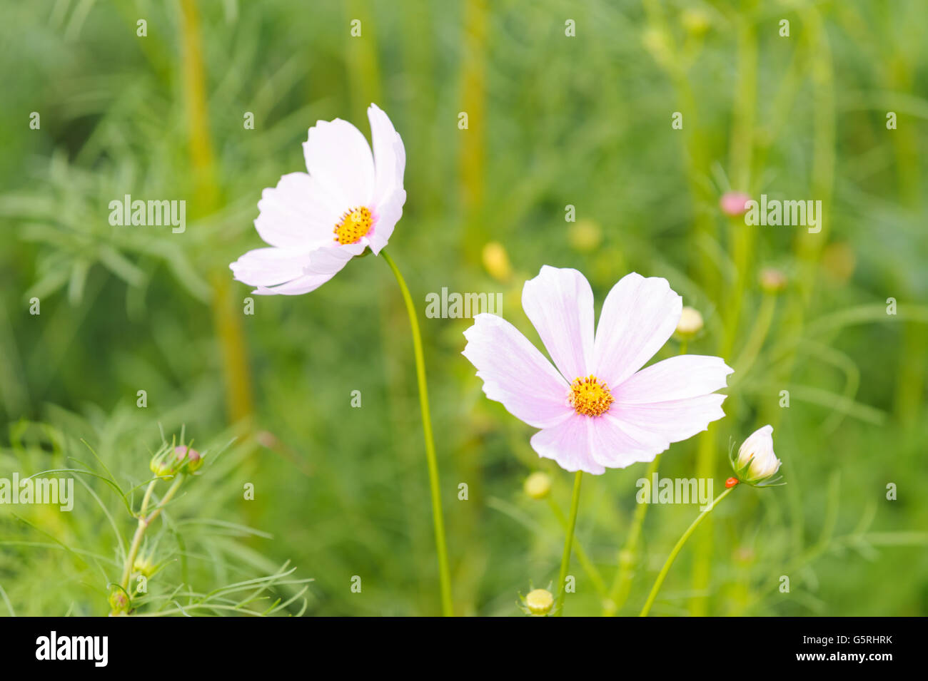 Cosmos flower in garden Thailand Stock Photo