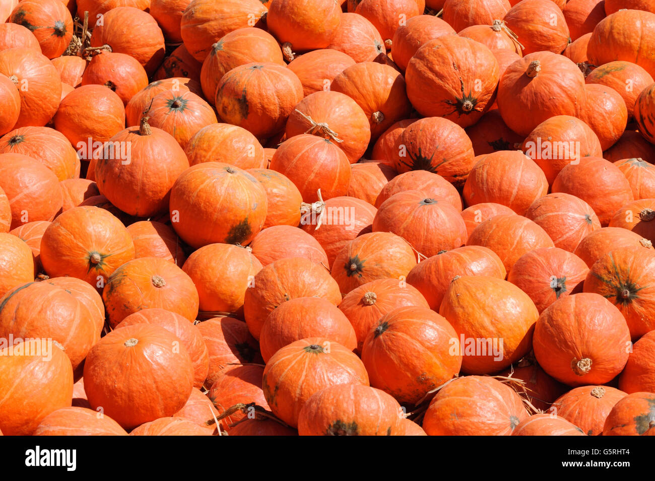 Pumpkin vegetable in Jim Thompson Farm,Thailand Stock Photo