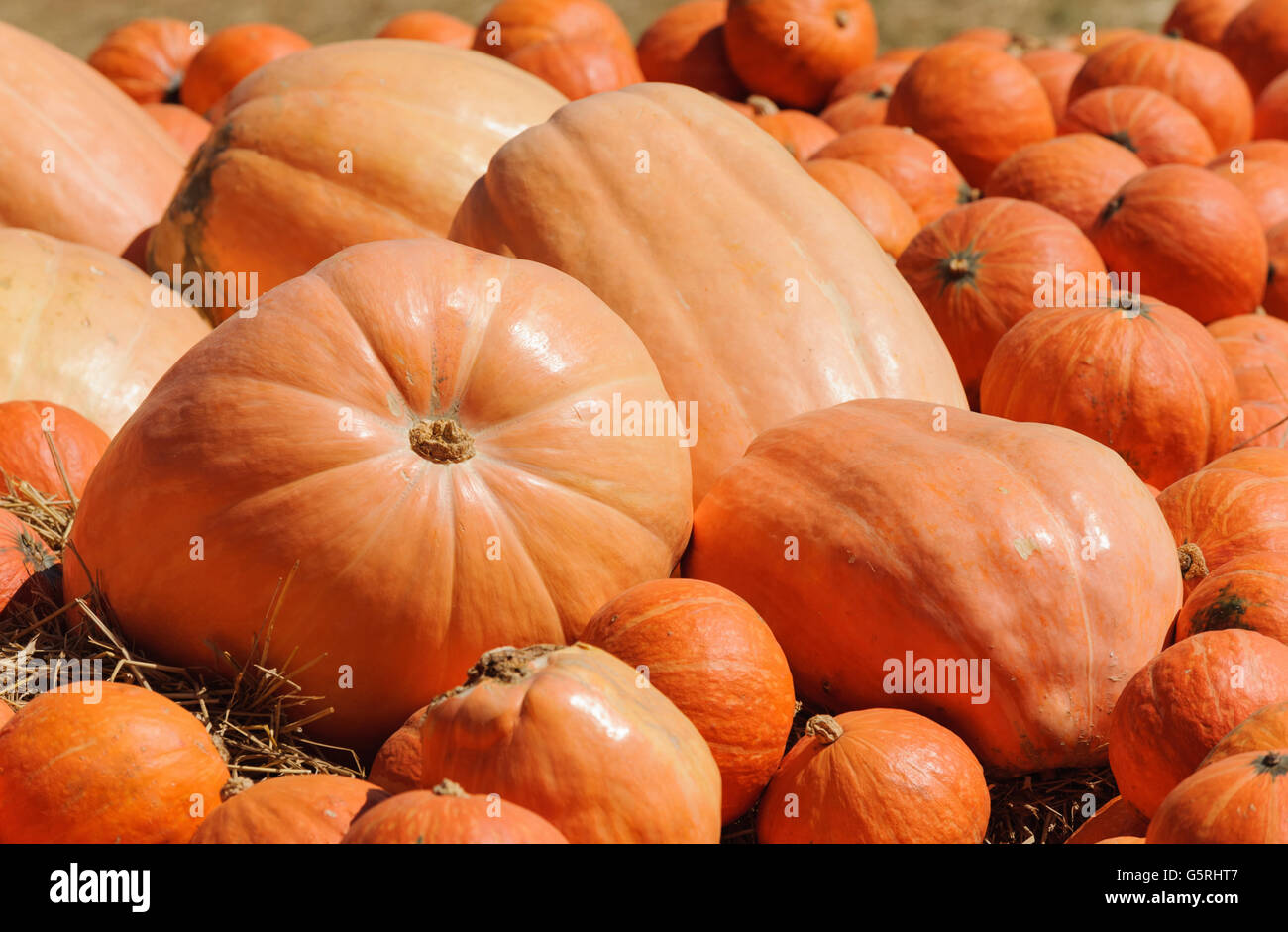 Pumpkin vegetable in Jim Thompson Farm,Thailand Stock Photo