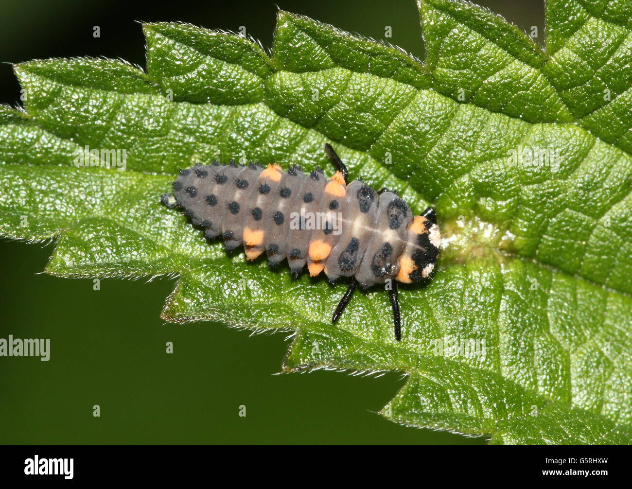 Early instar (larval stage) of a  seven-spot Ladybird / Ladybug (Coccinella septempunctata) Stock Photo