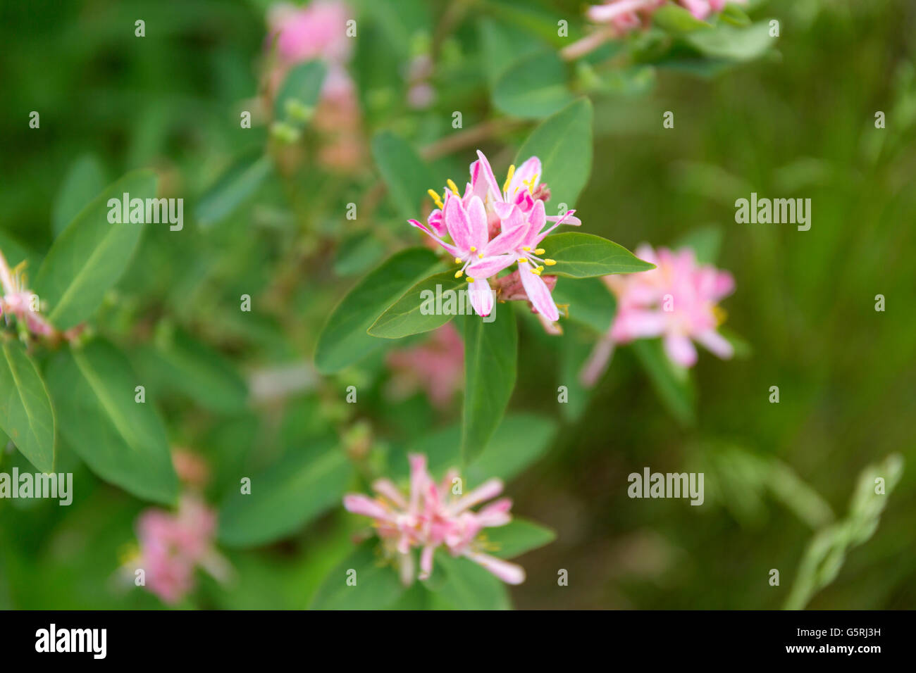 Lonicera tatarica pink flowers background. English name Tatarian honeysuckle. Stock Photo