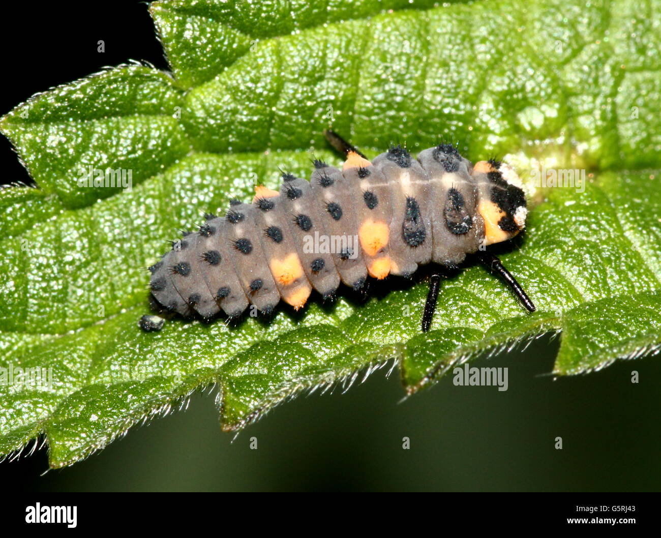 Early instar (larval stage) of a  seven-spot Ladybird / Ladybug (Coccinella septempunctata) Stock Photo