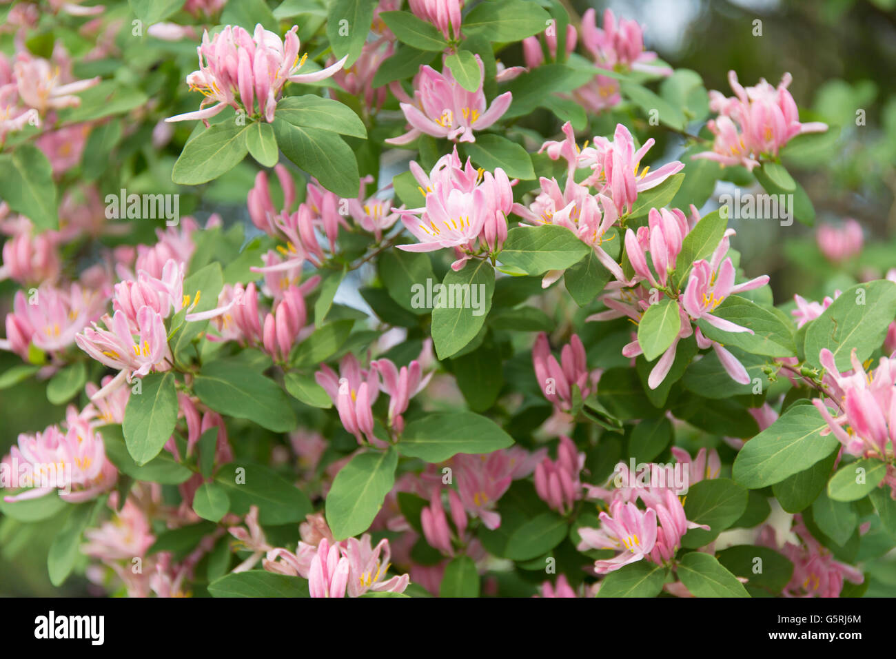 Lonicera tatarica pink flowers background. English name Tatarian honeysuckle. Stock Photo