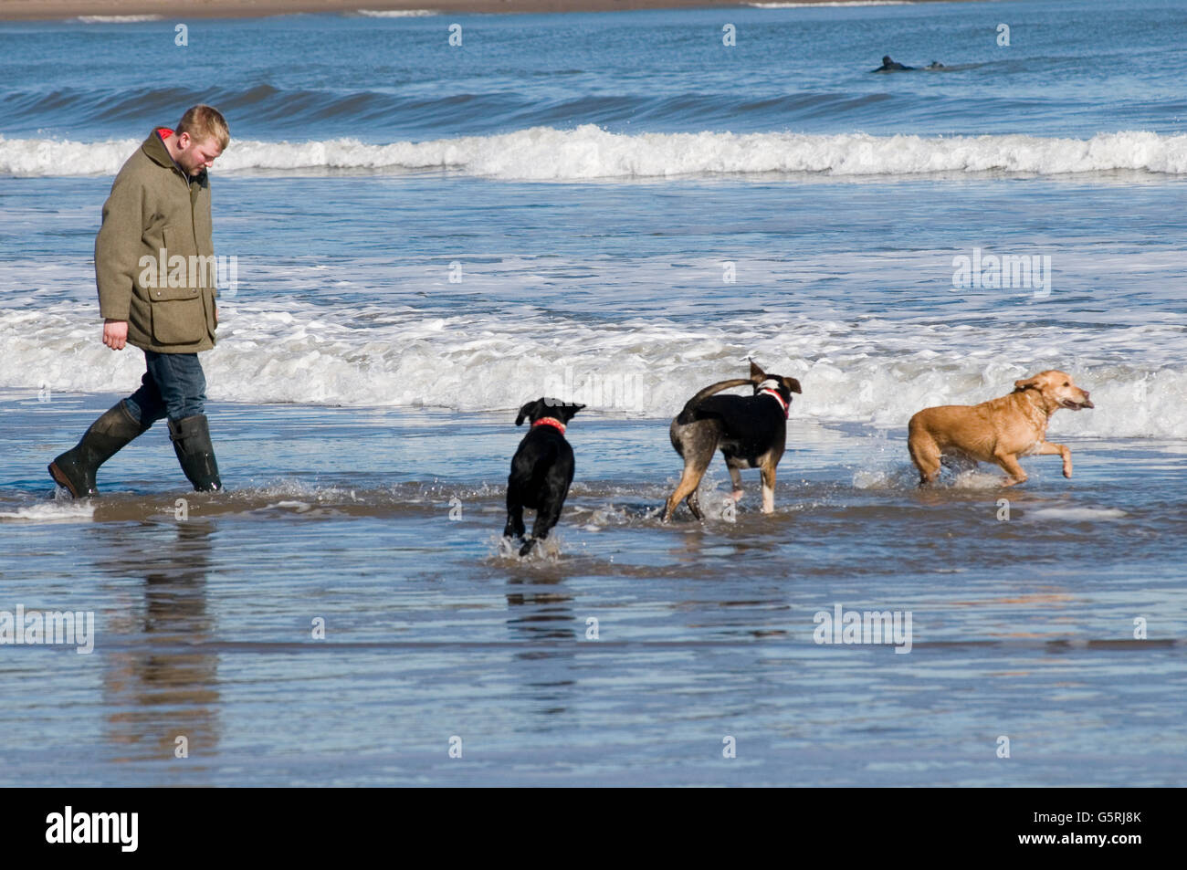 man walking dogs on beach beaches dog walk walkies sea surf run running in the uk Stock Photo