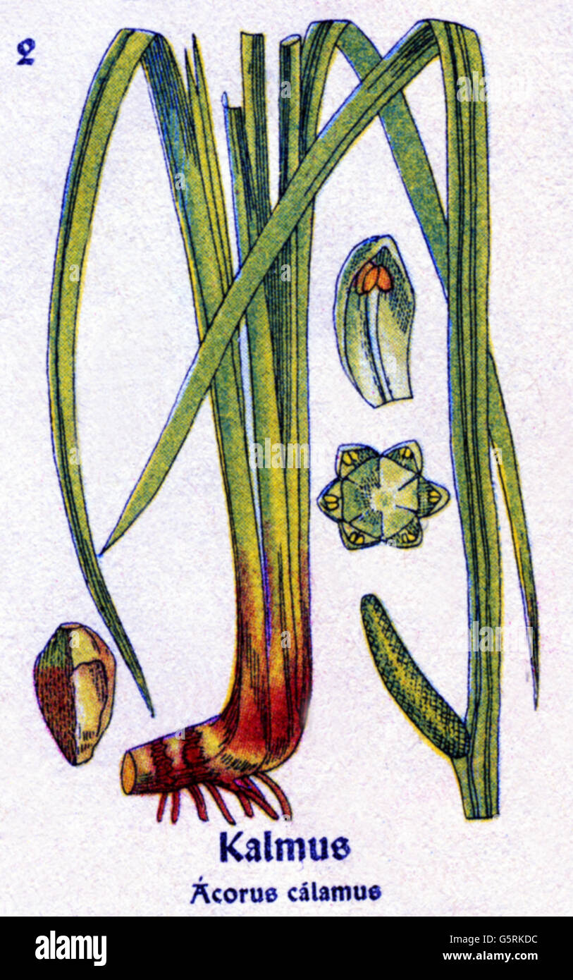 botany, spices, calamus (Acorus), drawing from Pflanzen-Taschenbuechlein 4, (Plant's Pocket Booklet 4), German spice plants, edited by Dr. Bernhard Hoermann, published by Verlag der Pflanzenwerke, Munich, Germany, 1940, literature, Germany, 20th century, historic, historical, Pflanzen-Taschenbüchlein, Acoraceae, 1940s, Additional-Rights-Clearences-Not Available Stock Photo