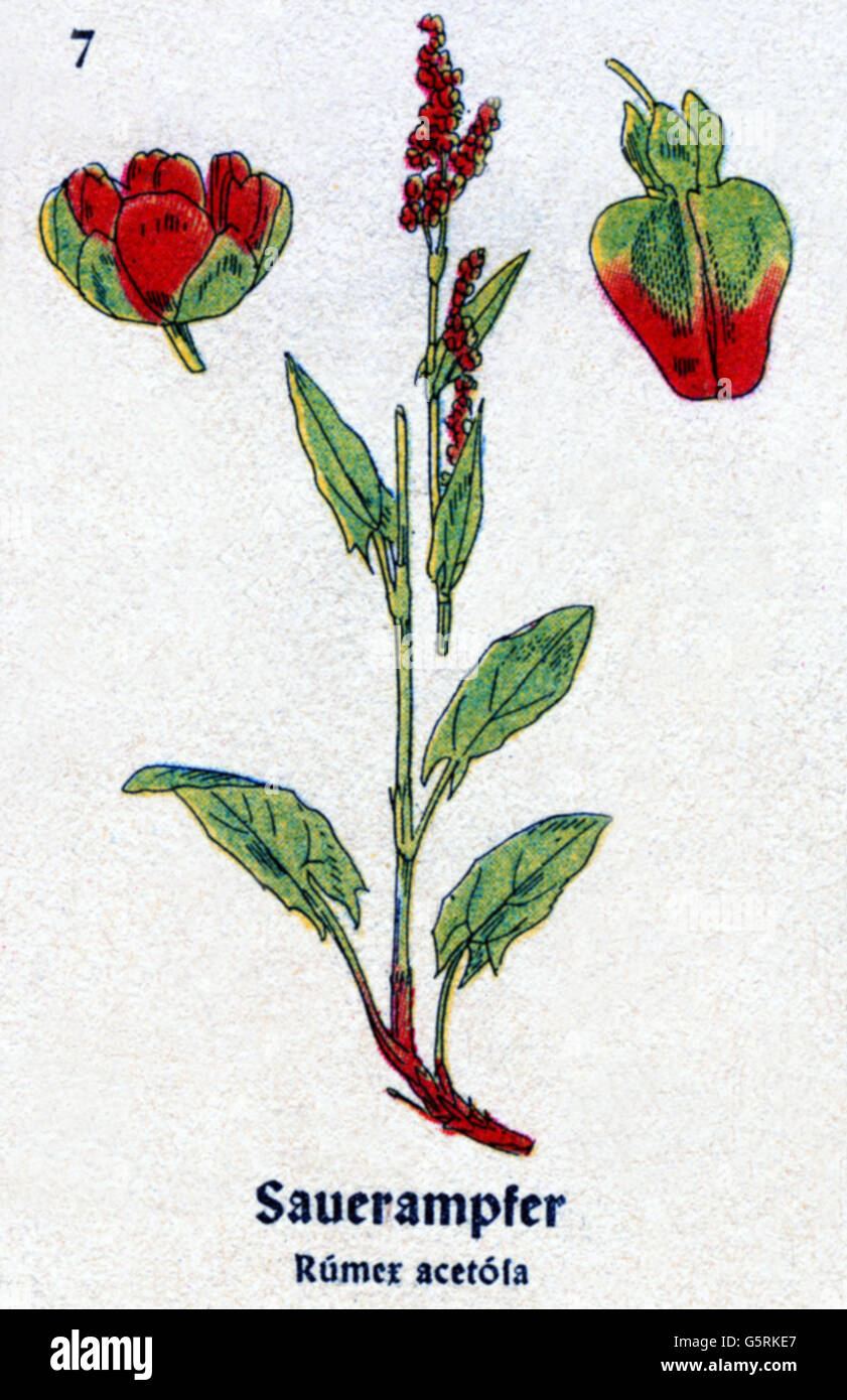 botany, spices, sorrel (Rumex acetosa), drawing from Pflanzen-Taschenbuechlein 4, (Plant's Pocket Booklet 4), German spice plants, edited by Dr. Bernhard Hoermann, published by Verlag der Pflanzenwerke, Munich, Germany, 1940, literature, Germany, 20th century, historic, historical, Pflanzen-Taschenbüchlein, knotweed family, Polygonaceae, 1940s, Additional-Rights-Clearences-Not Available Stock Photo