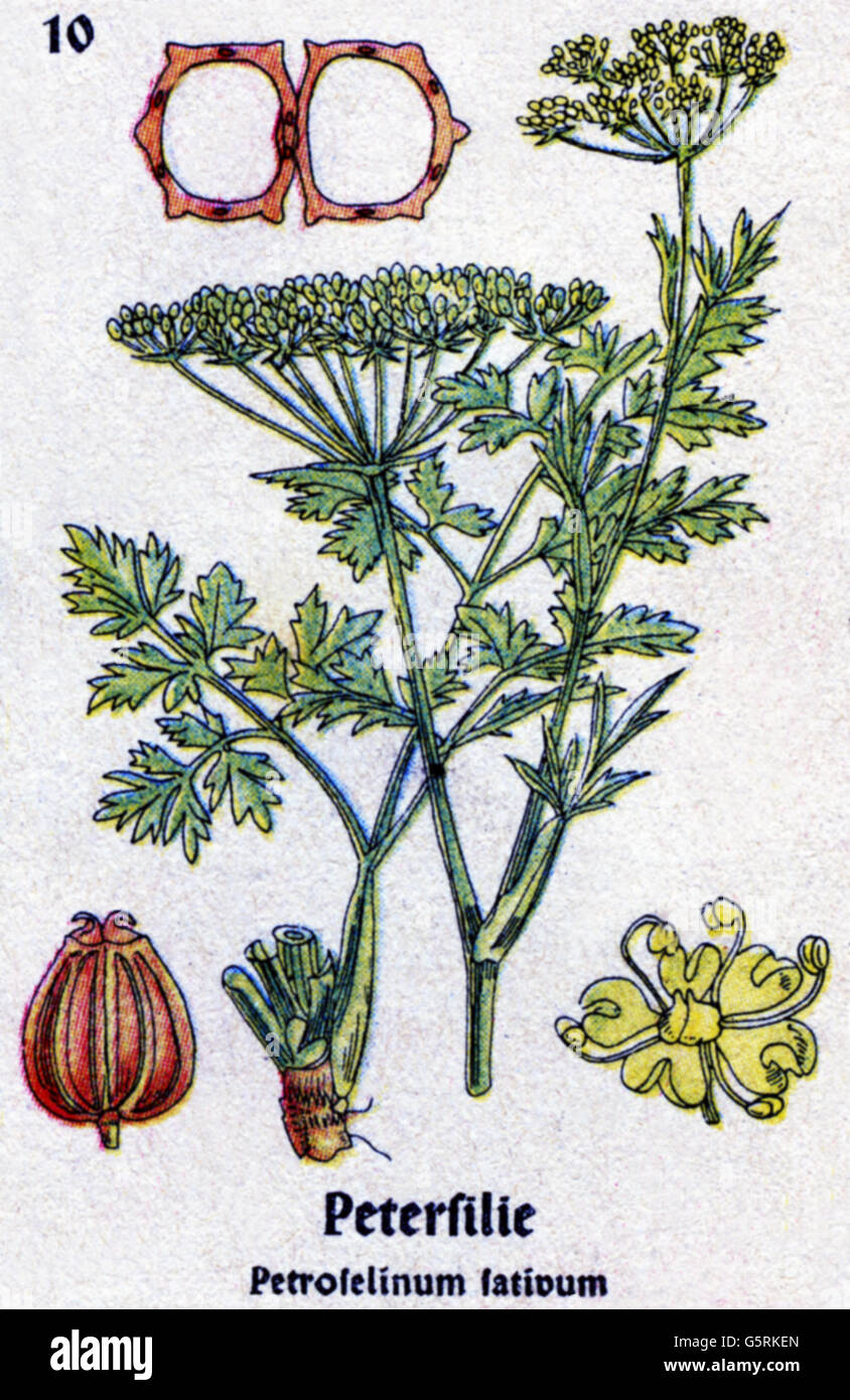 botany, spices, parsley (Petroselinum crispum), drawing from Pflanzen-Taschenbuechlein 4, (Plant's Pocket Booklet 4), German spice plants, edited by Dr. Bernhard Hoermann, published by Verlag der Pflanzenwerke, Munich, Germany, 1940, literature, Germany, 20th century, historic, historical, Pflanzen-Taschenbüchlein, umbellifer, Apiaceae, 1940s, Additional-Rights-Clearences-Not Available Stock Photo