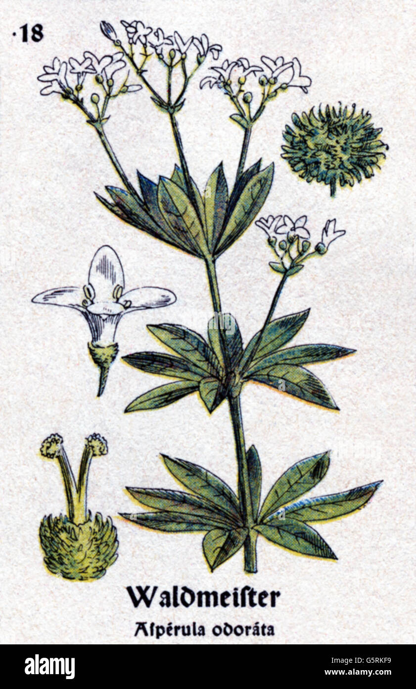 botany, spices, woodruff (Galium odoratum), drawing from Pflanzen-Taschenbuechlein 4, (Plant's Pocket Booklet 4), German spice plants, edited by Dr. Bernhard Hoermann, published by Verlag der Pflanzenwerke, Munich, Germany, 1940, literature, Germany, 20th century, historic, historical, Pflanzen-Taschenbüchlein, Rubiaceae, 1940s, Additional-Rights-Clearences-Not Available Stock Photo