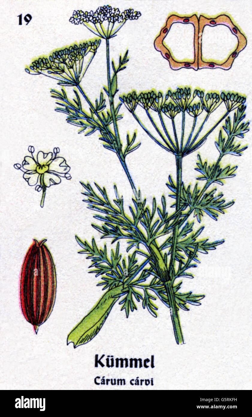 botany, spices, caraway (Carum carvi), drawing from Pflanzen-Taschenbuechlein  4, (Plant's Pocket Booklet 4), German spice plants, edited by Dr. Bernhard  Hoermann, published by Verlag der Pflanzenwerke, Munich, Germany, 1940,  literature, Germany, 20th