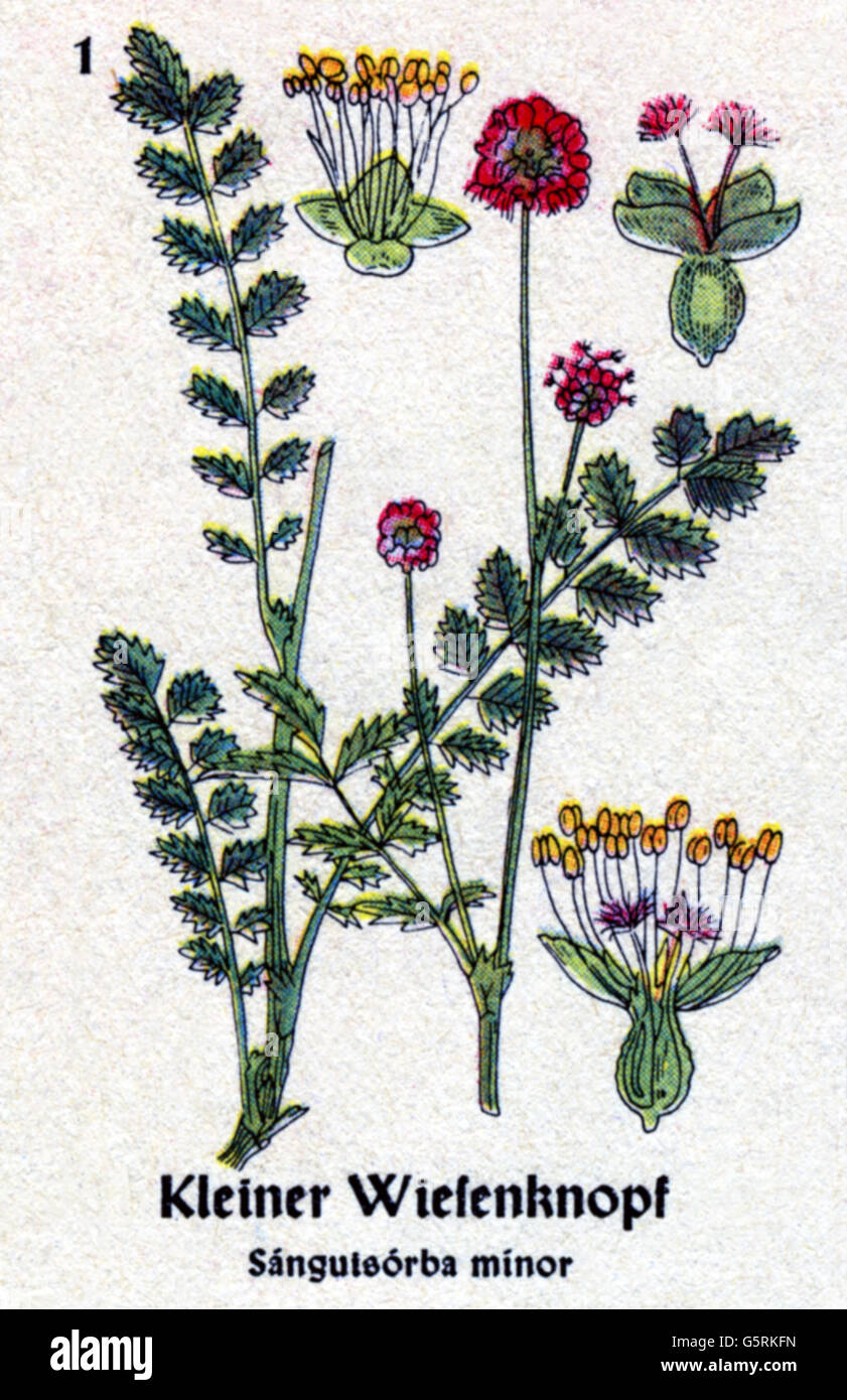 botany, spices, small burnet (Sanguisorba minor), drawing from Pflanzen-Taschenbuechlein 4, (Plant's Pocket Booklet 4), German spice plants, edited by Dr. Bernhard Hoermann, published by Verlag der Pflanzenwerke, Munich, Germany, 1940, literature, Germany, 20th century, historic, historical, Pflanzen-Taschenbüchlein, Rosaceae, rose family, 1940s, Additional-Rights-Clearences-Not Available Stock Photo