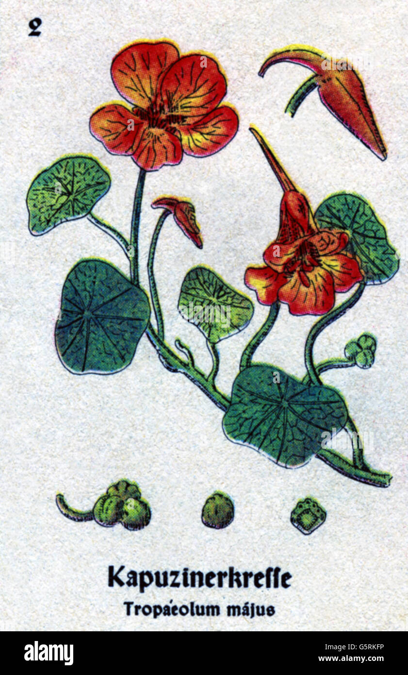 botany, spices, garden nasturtium (Tropaeolum majus), drawing from Pflanzen-Taschenbuechlein 4, (Plant's Pocket Booklet 4), German spice plants, edited by Dr. Bernhard Hoermann, published by Verlag der Pflanzenwerke, Munich, Germany, 1940, literature, Germany, 20th century, historic, historical, Pflanzen-Taschenbüchlein, Brassicaceae, 1940s, Additional-Rights-Clearences-Not Available Stock Photo