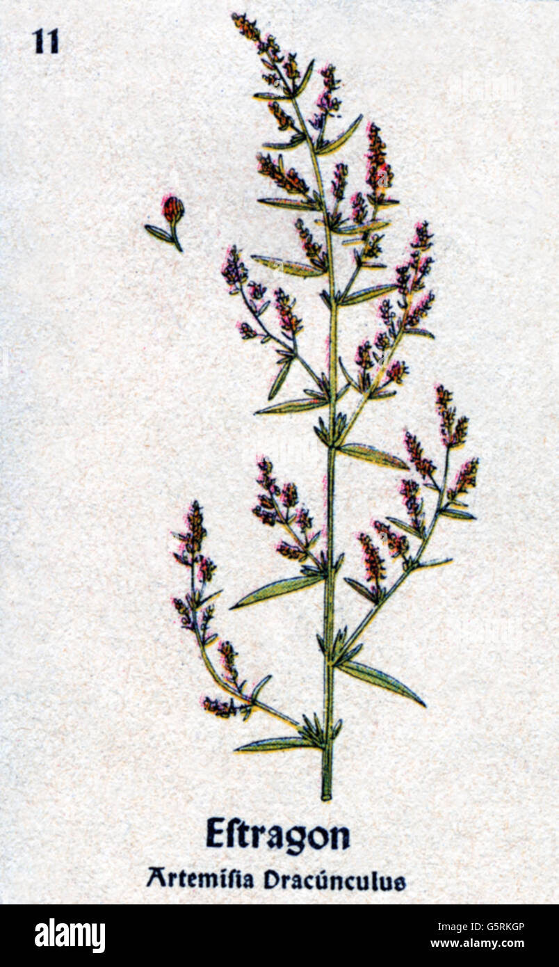botany, spices, tarragon (Artemisia dracunculus), drawing from Pflanzen