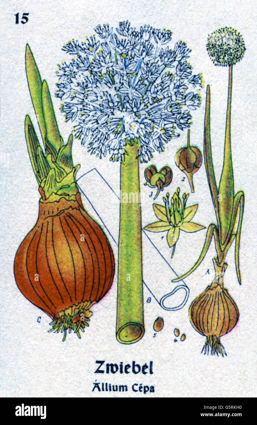 botany, spices, onion (Allium cepa), drawing from Pflanzen-Taschenbuechlein 4, (Plant's Pocket Booklet 4), German spice plants, edited by Dr. Bernhard Hoermann, published by Verlag der Pflanzenwerke, Munich, Germany, 1940, literature, Germany, 20th century, historic, historical, Pflanzen-Taschenbüchlein, Allioideae, 1940s, Additional-Rights-Clearences-Not Available Stock Photo