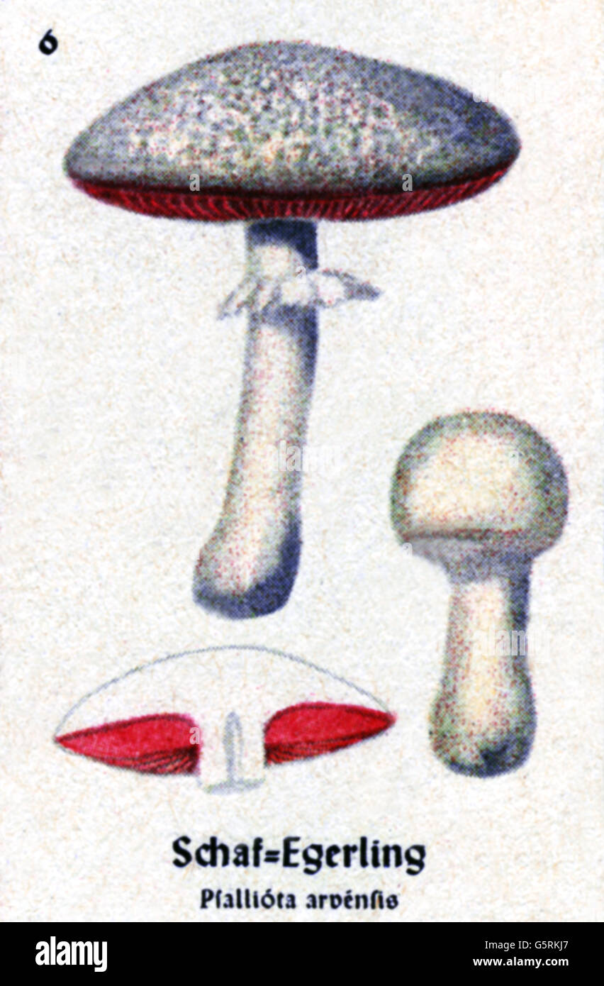 botany, fungi, horse mushroom (Agaricus arvensis), drawing from