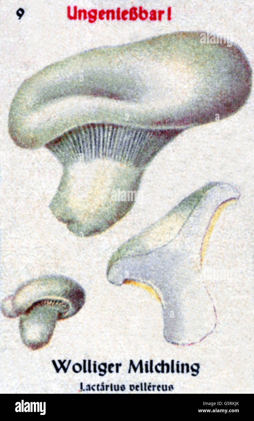 botany, fungi, fleecy milk-cap (Lactarius vellereus), drawing from Pflanzen-Taschenbuechlein 3, (Plant's Pocket Booklet 3), edible mushrooms and poisonous mushrooms, edited by Dr. Bernhard Hoermann, published by Verlag der Pflanzenwerke, Munich, Germany, 1940, inedible mushrom, fungus, literature, Germany, 20th century, historic, historical, Pflanzen-Taschenbüchlein, 1940s, Additional-Rights-Clearences-Not Available Stock Photo