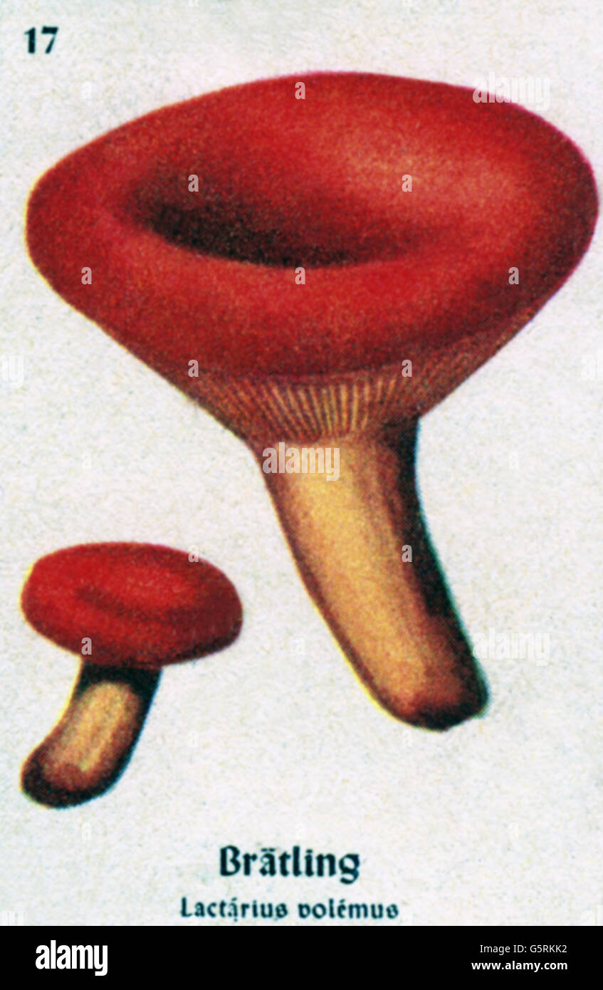 botany, fungi, weeping milk cap (Lactarius volemus), drawing from Pflanzen-Taschenbuechlein 3, (Plant's Pocket Booklet 3), edible mushrooms and poisonous mushrooms, edited by Dr. Bernhard Hoermann, published by Verlag der Pflanzenwerke, Munich, Germany, 1940, edible mushrom, fungus, literature, Germany, 20th century, historic, historical, Pflanzen-Taschenbüchlein, voluminous-latex milky, 1940s, Additional-Rights-Clearences-Not Available Stock Photo
