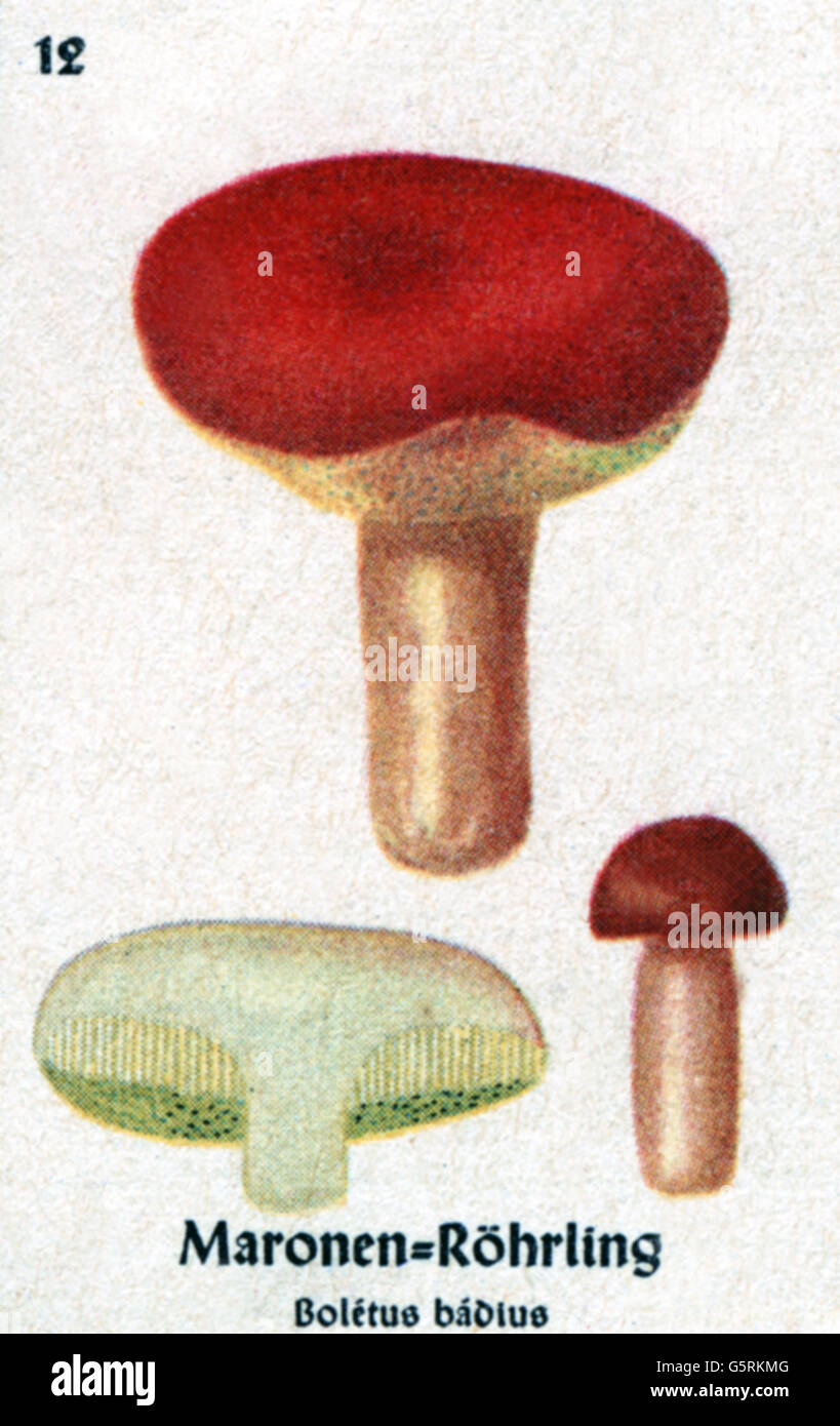 botany, fungi, bay bolete (Boletus badius), drawing from Pflanzen-Taschenbuechlein 3, (Plant's Pocket Booklet 3), edible mushrooms and poisonous mushrooms, edited by Dr. Bernhard Hoermann, published by Verlag der Pflanzenwerke, Munich, Germany, 1940, inedible mushrom, fungus, literature, Germany, 20th century, historic, historical, Pflanzen-Taschenbüchlein, Xerocomus badius, 1940s, Additional-Rights-Clearences-Not Available Stock Photo