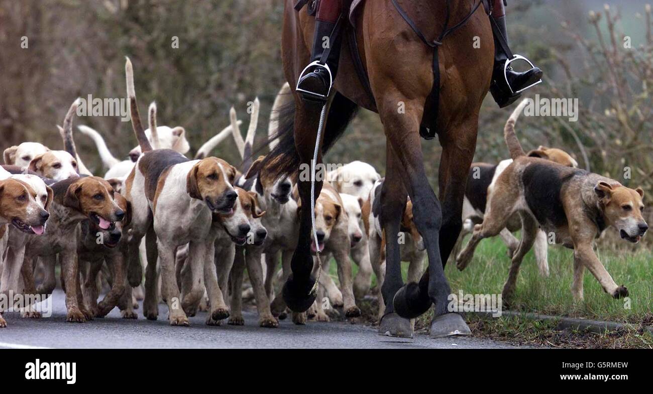 Huntsman for the essex and suffolk hunt hires stock photography and images Alamy