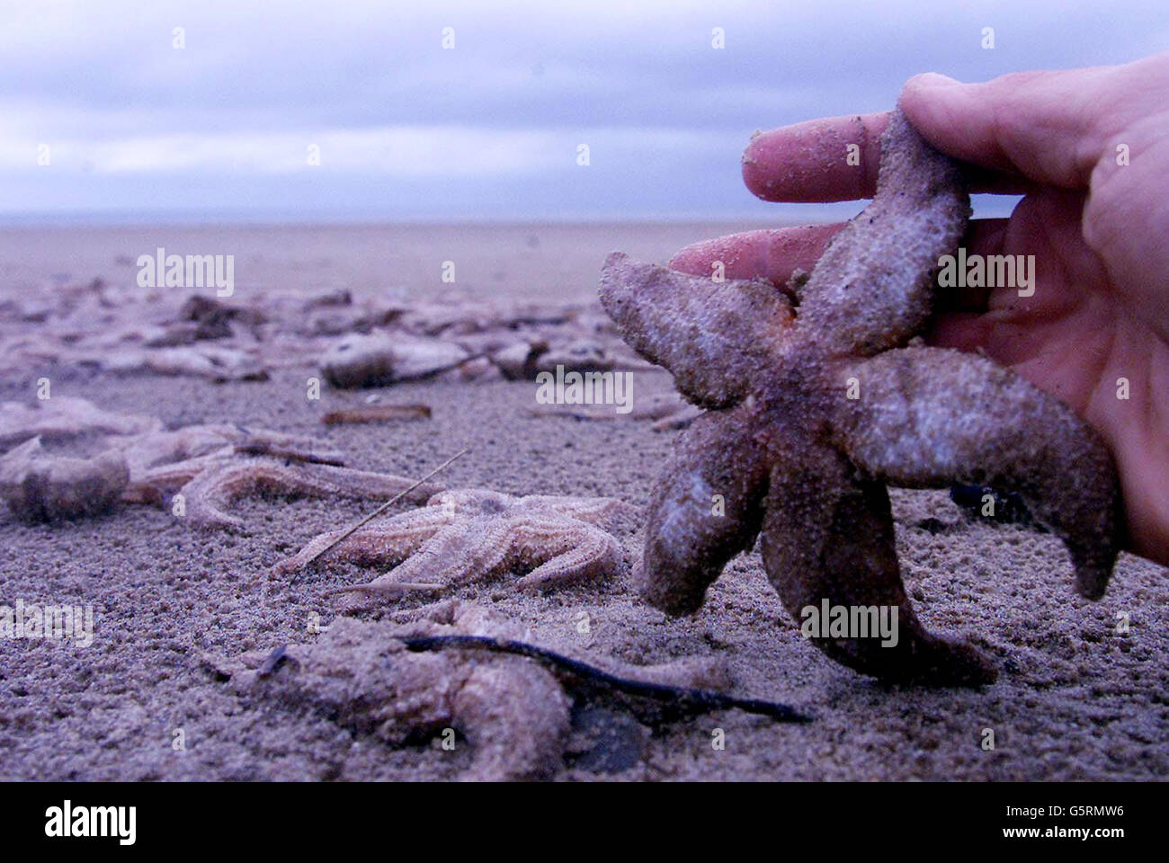 Starfish bed hires stock photography and images Alamy
