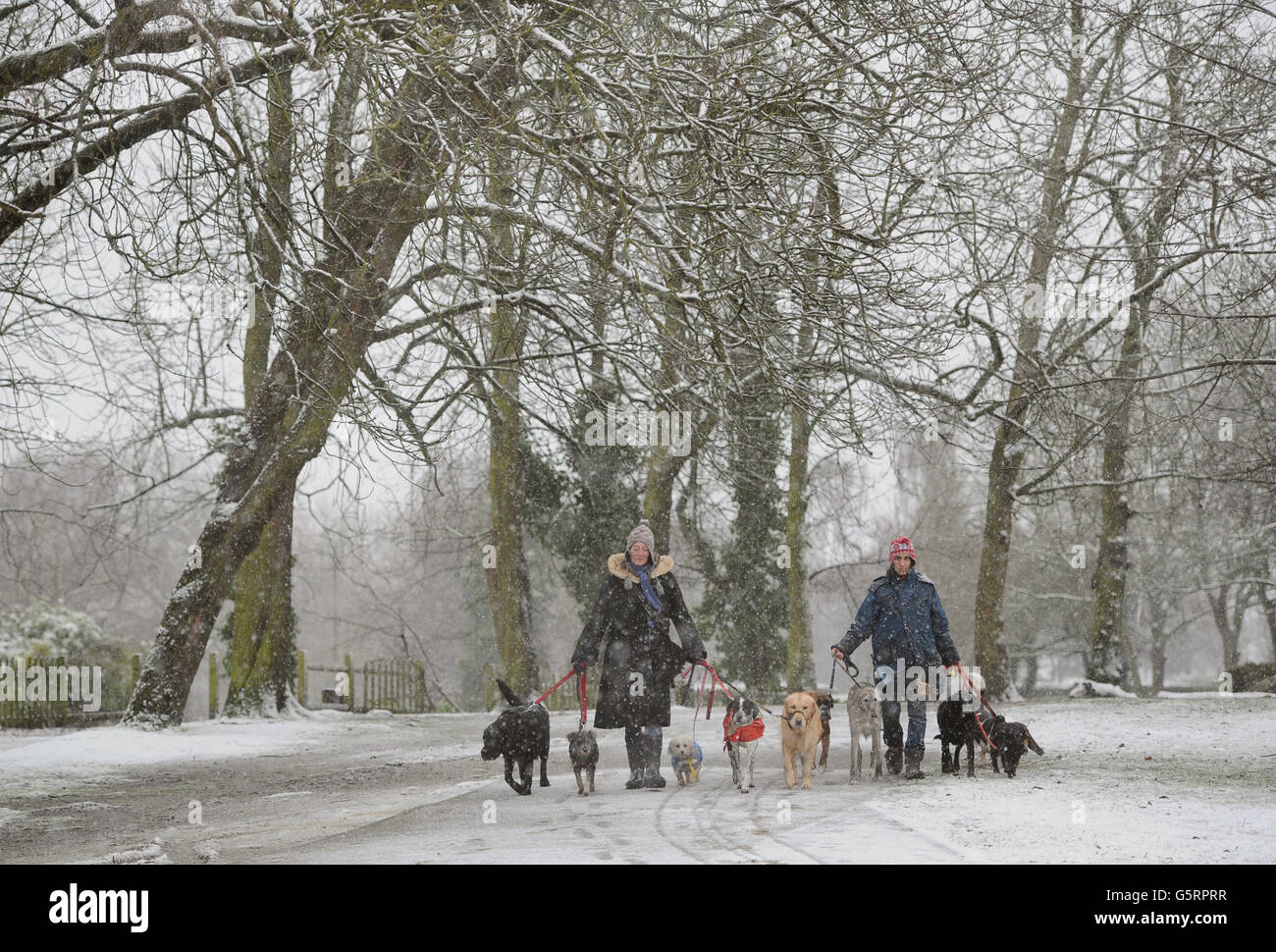 Two women exercise dogs during aq snowfall near Alexandra Palace, London , as snow hit parts of England today with up to 4in (10cm) expected to fall in some areas, prompting fears of travel chaos. Stock Photo