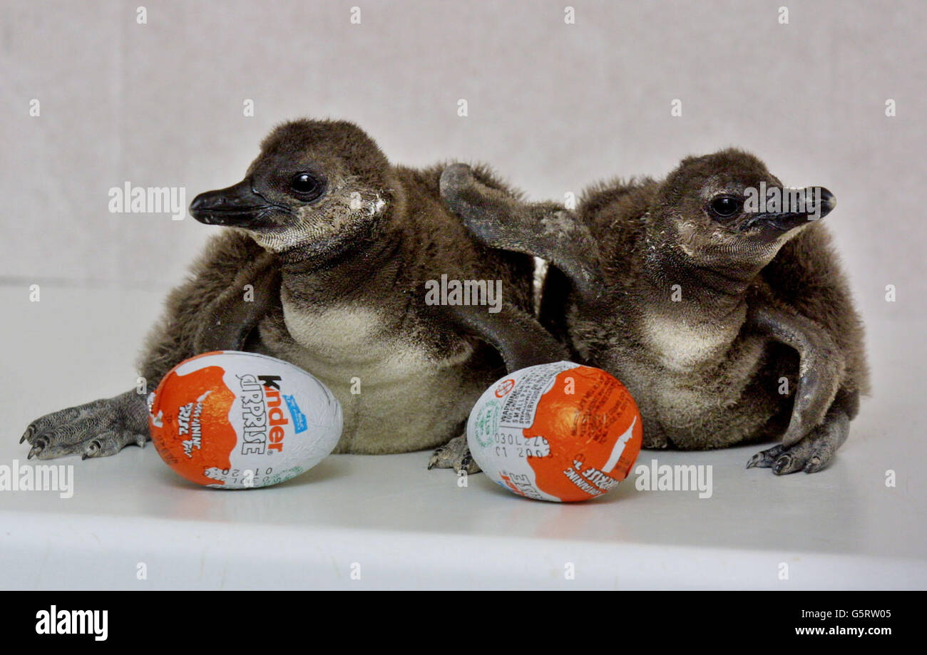 Two baby black footed penguins hi-res stock photography and images - Alamy