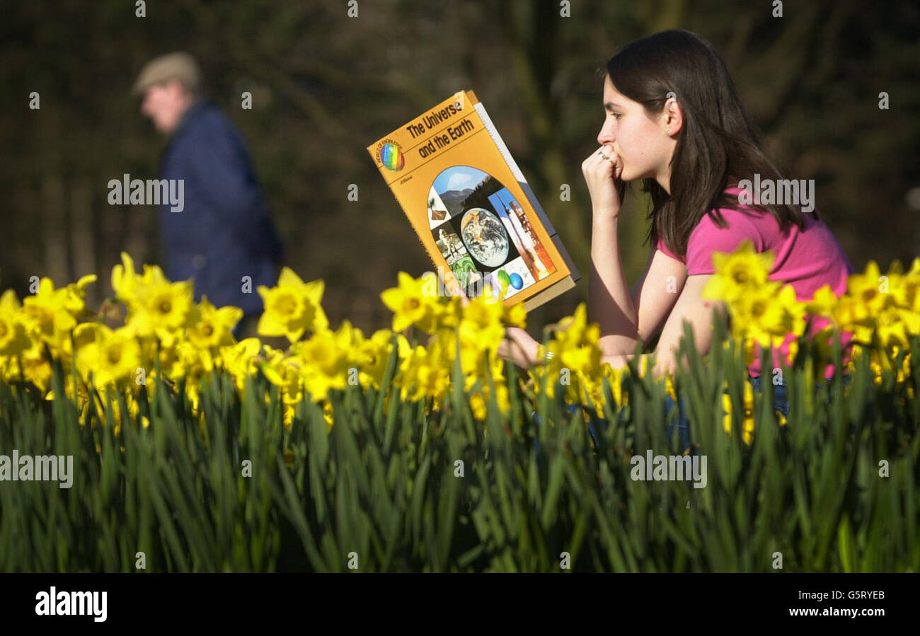 As Britain continues to enjoy the warm spring weather, thirteen-year-old Emma Pyke from Rutherglen takes advantage of the spring weather to do her school studies amongst the blooming daffodils in Glasgow. Stock Photo