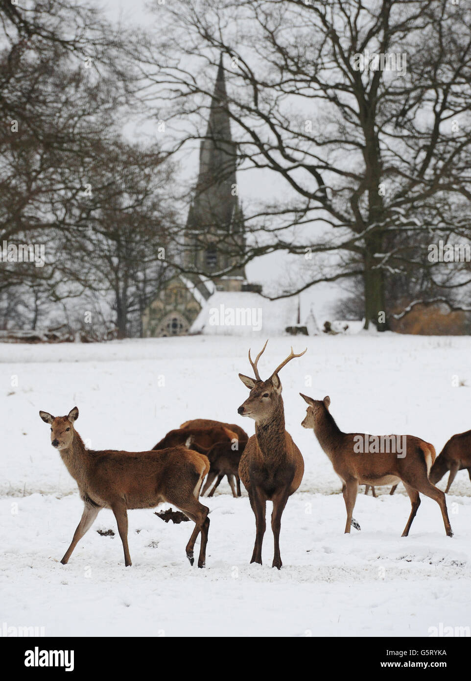 Deer stand in the snow at Studley Royal Park, Ripon, North Yorkshire. Stock Photo