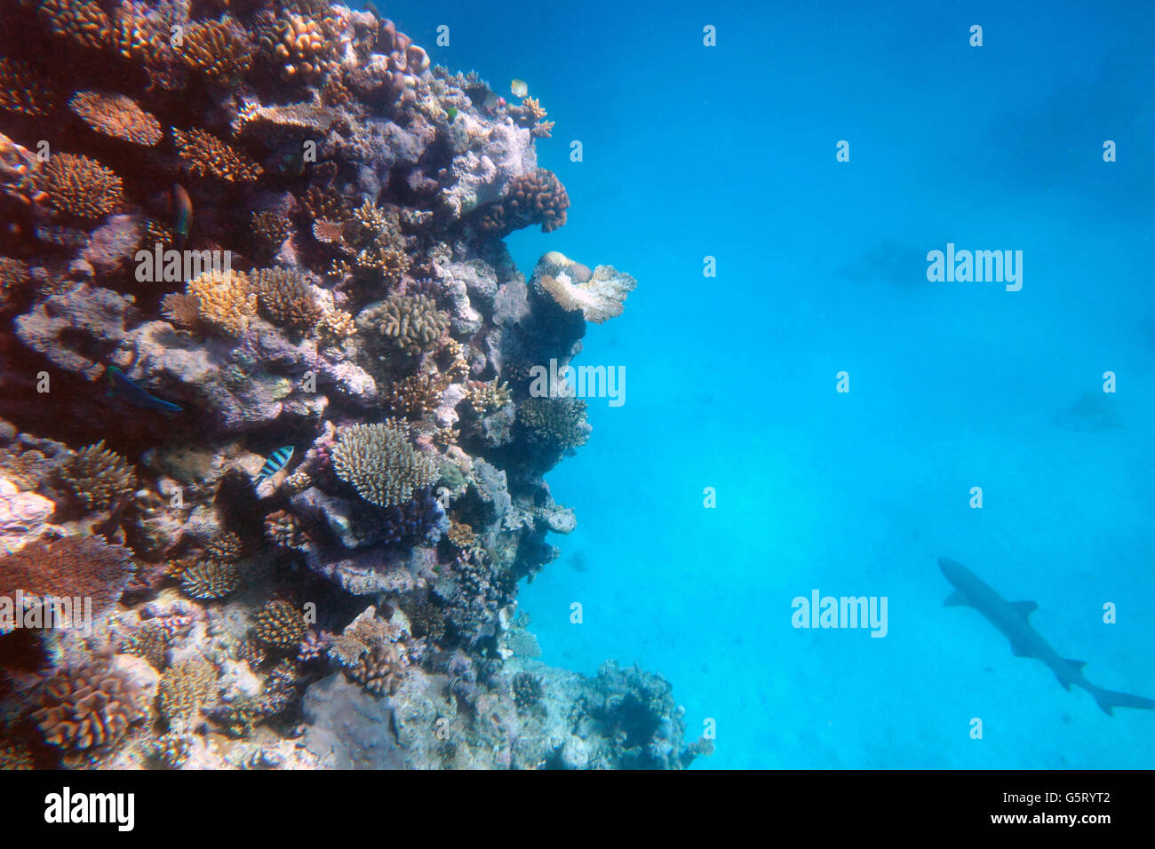 Fish stick close to reef as whitetip reef shark passes, Bligh's Boat Entrance, Bligh Reef, outer Great Barrier Reef, Australia Stock Photo