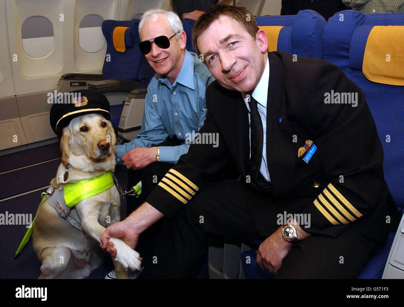 Captain David Robertson (bmi british midland 737 Technical Manager) greeting labrador golden retriever guide dog Terry and his owner Ken Weinling on board a bmi british midland A330 airbus, at the Stockley Training Centre near Heathrow, London. *bmi british midland has provided The Guide Dogs for the Blind Association with ten free flights a year on which to train guide dogs. Stock Photo