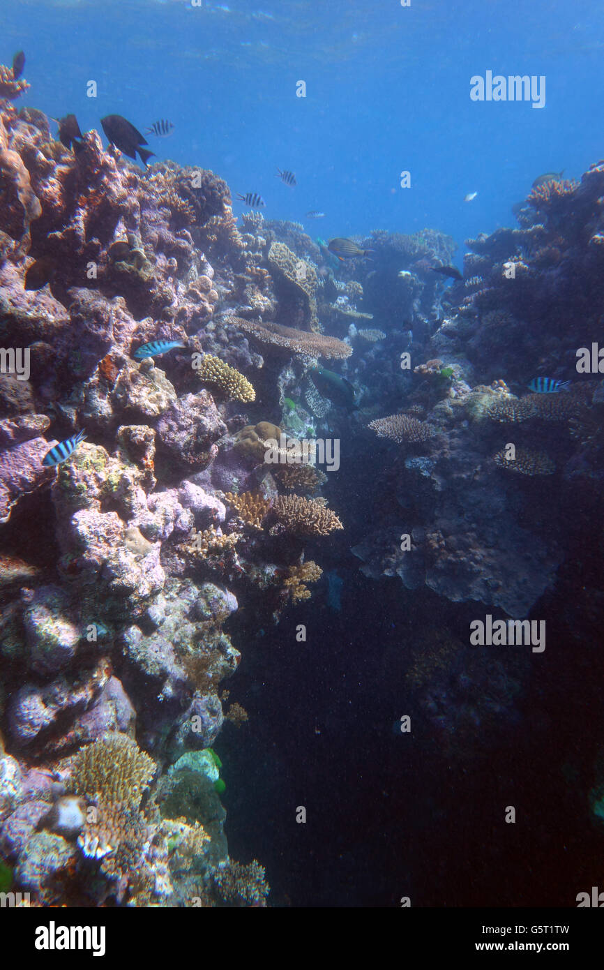 Healthy reef with many kinds of small corals and fish, Bligh's Boat Entrance, outer Great Barrier Reef Marine Park, Queensland, Stock Photo