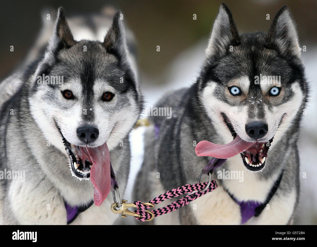 Huskies training in the forests near Feshiebridge for the 30th Siberian