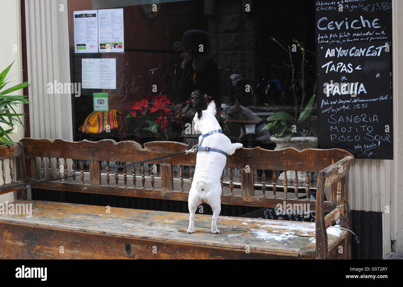 City Views - Amsterdam. A dog looks into a shop window in Amsterdam Stock Photo