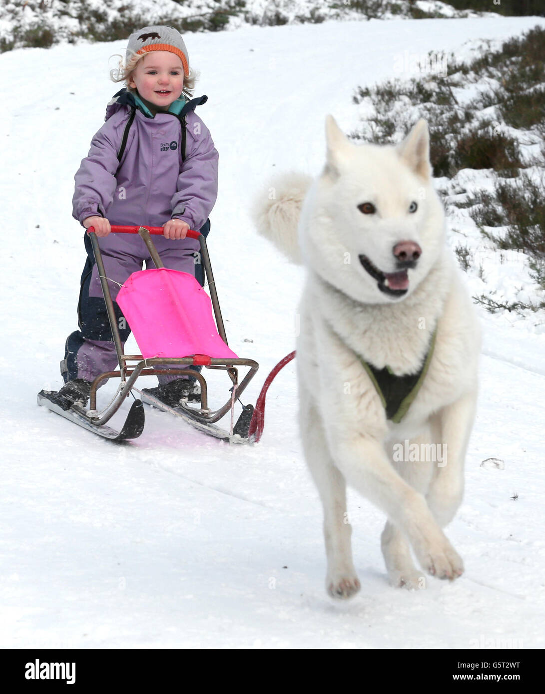 Three year old Ella Sugars from Kinloss is pulled on a sleigh by her huskey during training in the forests near Feshiebridge for the 30th Siberian Husky Club Aviemore Sled Dog Rally being held this weekend at Loch Morlich near Aviemore. Every year since 1984, mushers from across the UK have gathered in the forests around Aviemore for the biggest event in the British sled dog racing calendar Stock Photo