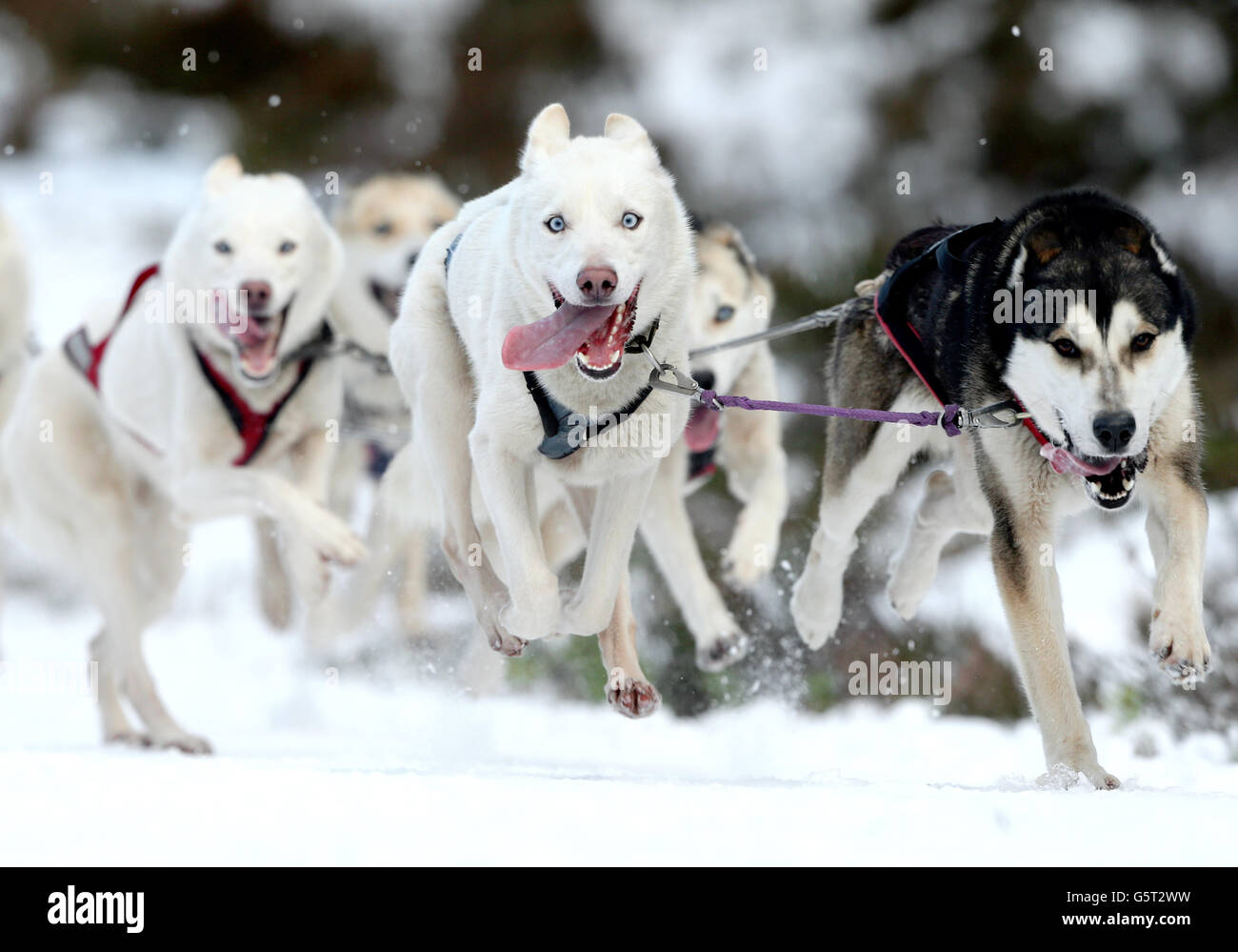 Huskies during training in the forests near Feshiebridge for the 30th