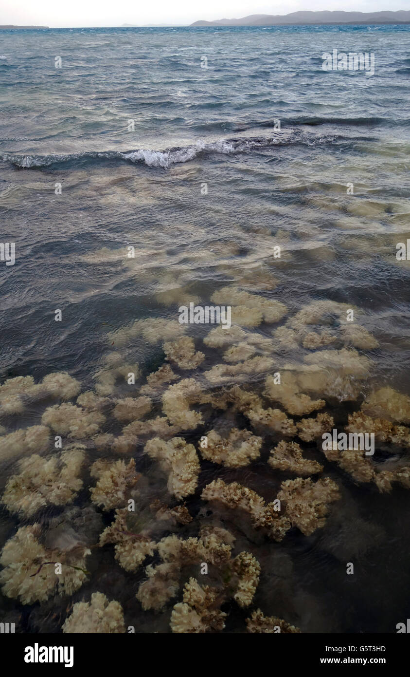 Bleached soft corals fringing Thursday Island, Torres Strait, Queensland, Australia Stock Photo