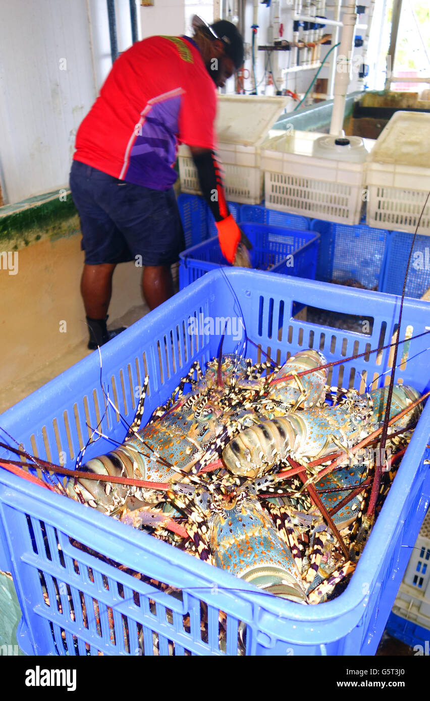 Sorting live painted crayfish (Panulirus ornatus) for export, Thursday Island, Torres Strait, Queensland, Australia Stock Photo