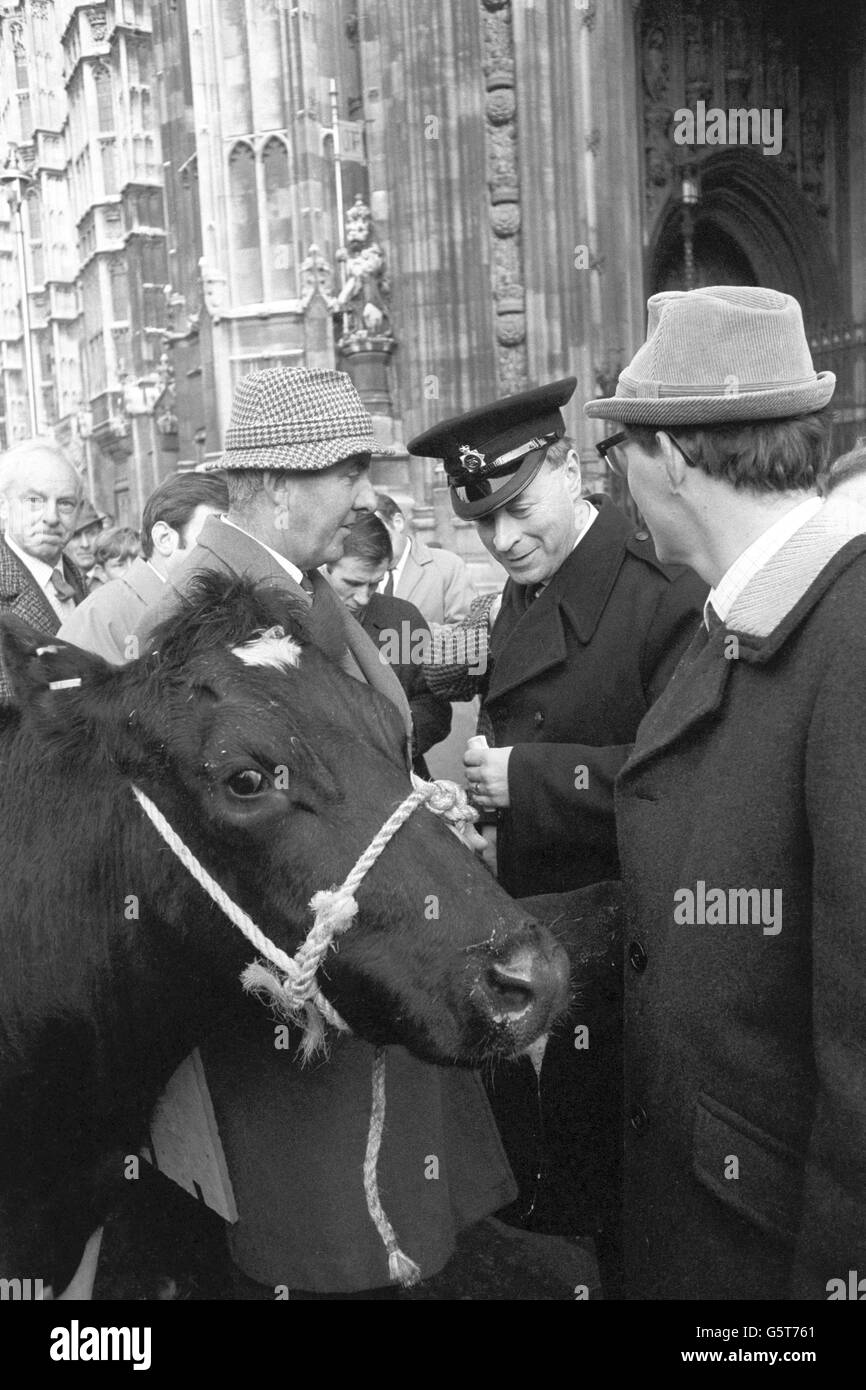 A police officer talks to Devon farmer Edward Cuming, who brought his cow Nasturtium to London from the West Country to protest over the annual farm practice review. Earlier, 500 farmers marched down Whitehall to gather at the Houses of Parliament. Stock Photo