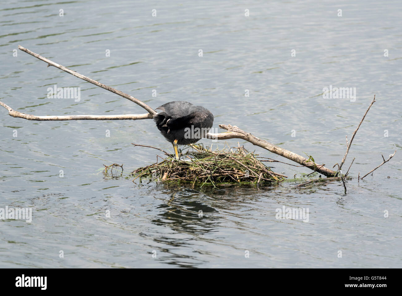 A standing Coot  (Fulica atra) on its nest and showing the eggs Stock Photo