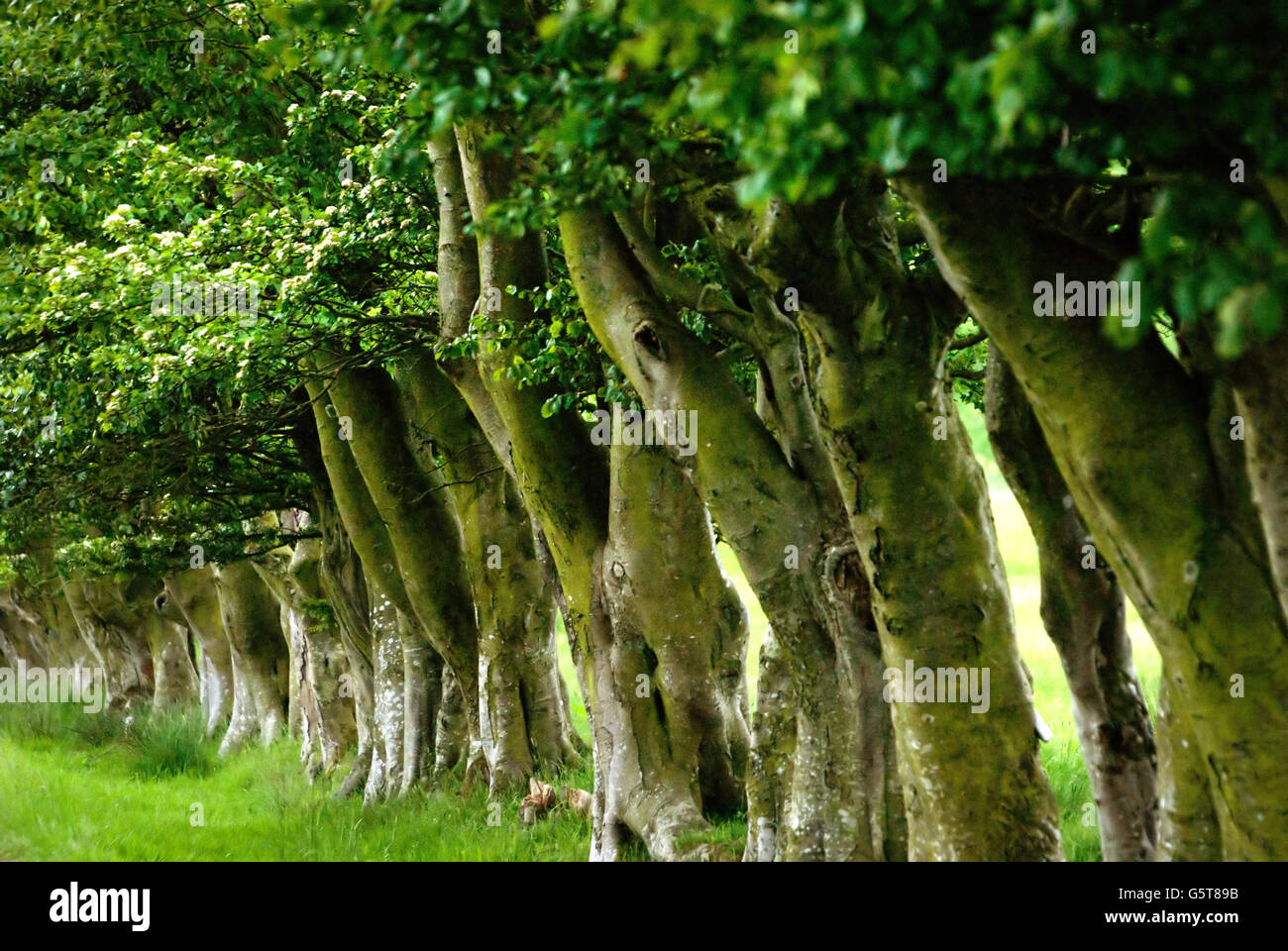 Row of old trees near Whitfield, Northumberland Stock Photo