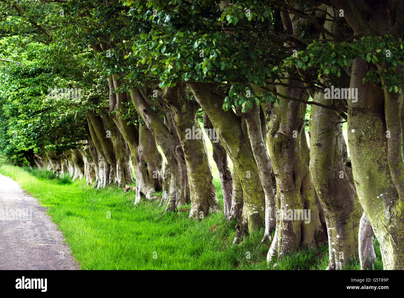 Row of old trees near Whitfield, Northumberland Stock Photo