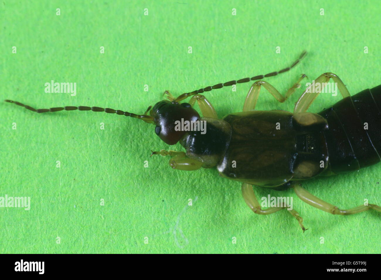 Common earwig european earwig forficula hi-res stock photography and ...