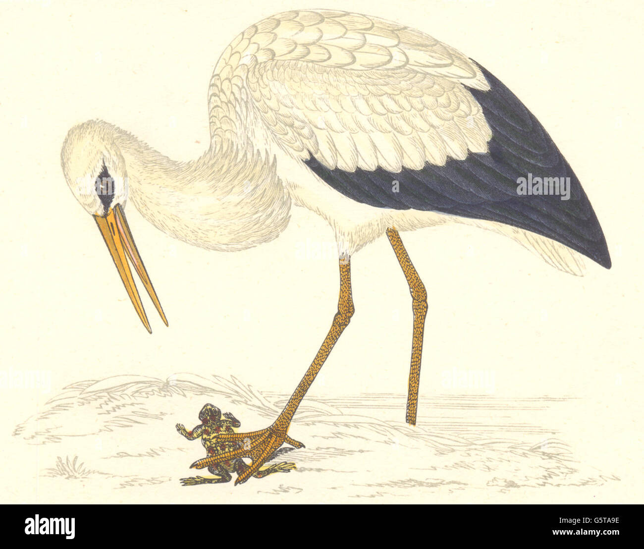 BIRDS: Stork White. Found in Europe. Asia. Japan (Morris), antique print 1880 Stock Photo
