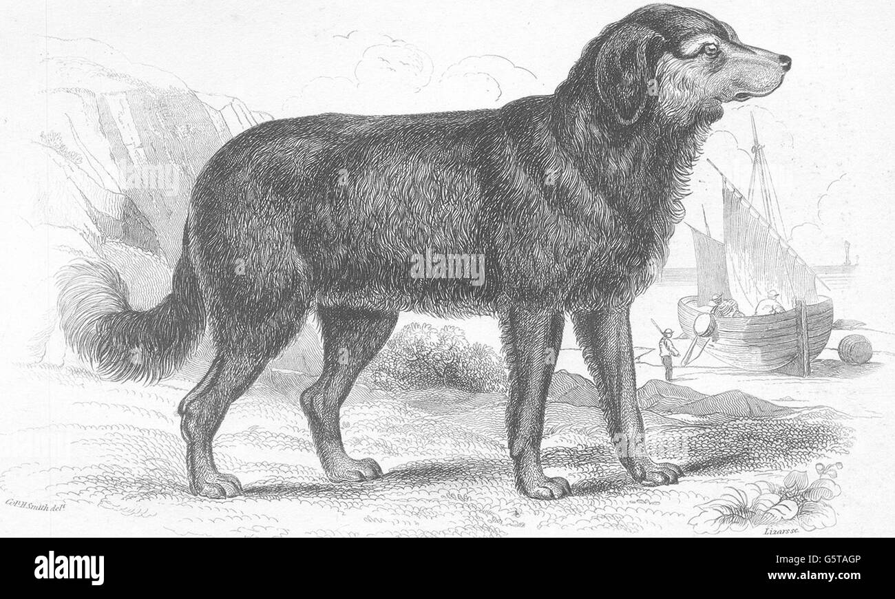 DOGS: The Newfoundland Dog. Original Breed. Vignette (Edward Jesse), 1858 Stock Photo